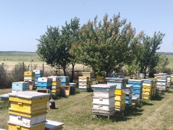 Парцел в с. Пленимир, Област Добрич - 1500 кв.м за 5 €/кв.м - Снимка #1