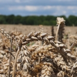 Земеделски имот в с. Борисово, Област Русе -  кв.м за 2040 €/дка - Снимка #1