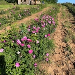 Къща в Карлово - 40 кв.м за 957 €/кв.м - Снимка #1