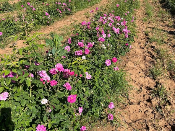 Къща в Карлово - 40 кв.м за 957 €/кв.м - Снимка #1