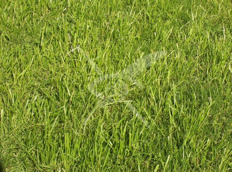 Земеделски имот в с. Цалапица, Област Пловдив -  кв.м за 3 €/дка - Снимка #1