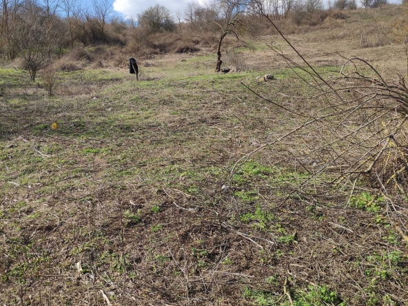 Парцел в с. Лозница, Област Добрич - 10001 кв.м за 1 €/кв.м - Снимка #1