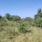Парцел в Търговище, Вароша - 622 кв.м за 68 €/кв.м - Снимка #1