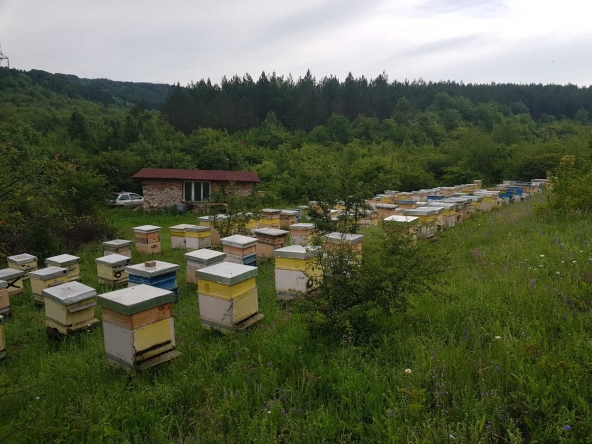 Парцел в Разград, Варош - 8000 кв.м за 2 €/кв.м - Снимка #1