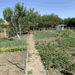 Парцел в с. Победа, Област Добрич - 670 кв.м за 38 €/кв.м - Снимка #1